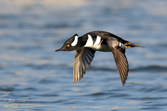 Incoming Drake Hooded Merganser (Lophodytes cucullatus), NM