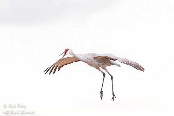 Bugling Sandhill Crane (Grus canadensis) in Flight, NM