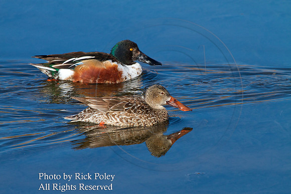 Drake & Hen Northern Shovelers