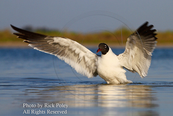 Preening Laughing Gull