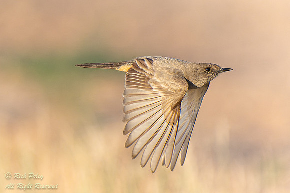 Say's Phoebe (Sayornis saya) in Flight, NM