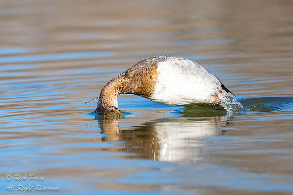 Juvenile Canvasback (Aythya valisineria) Diving, NM