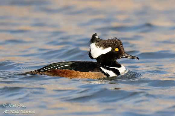 Foraging Drake Hooded Merganser (Lophodytes cucullatus), NM