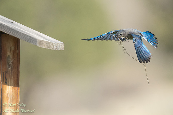 Female Mountain Bluebird (Sialia currucoides) With Nesting Mater