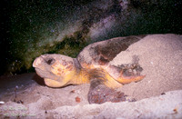 Nesting Loggerhead Sea Turtle (Caretta caretta) Under the Milky