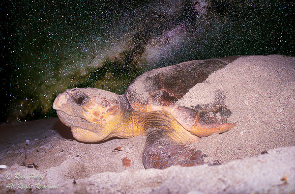Nesting Loggerhead Sea Turtle (Caretta caretta) Under the Milky