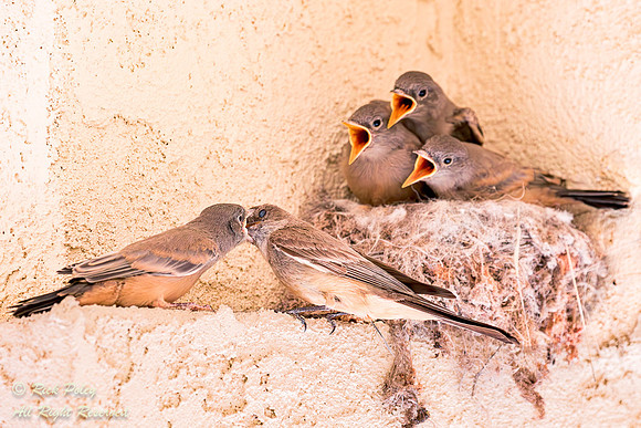 Say's Phoebe (Sayornis saya) Feeding Young, NM