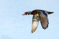 Drake Wood Duck (Aix sponsa) in Flight, NM