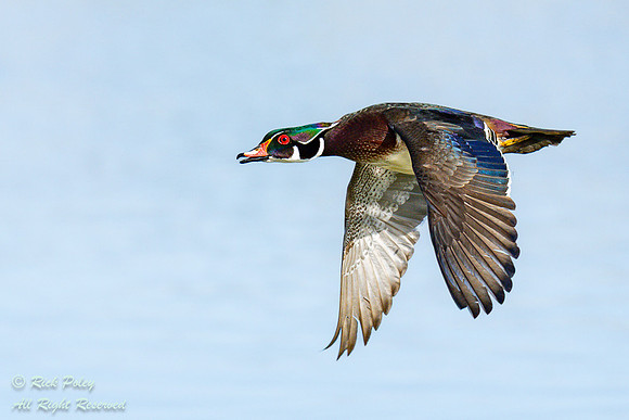 Drake Wood Duck (Aix sponsa) in Flight, NM