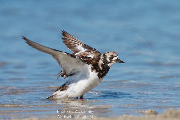 Ruddy Turnstone (Arenaria interpres) Preening