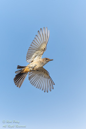 Say's Phoebe (Sayornis saya) Returning to Nest With Food, NM