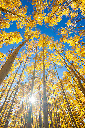 Aspen Forest in Fall; Santa Fe National Forest, NM