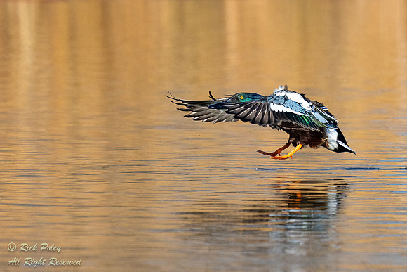 Drake Northern Shoveler (Anas clypeata) Landing on Pond, NM