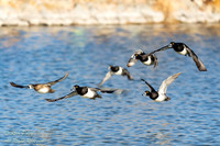 Ring-necked Ducks (Aythya collaris) In Flight, NM