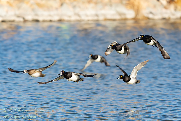 Ring-necked Ducks (Aythya collaris) In Flight, NM