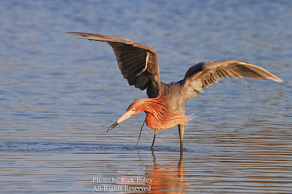 Reddish Egret (Egretta rufescens) Feeding and Foraging