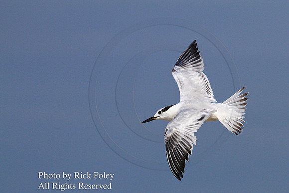 Common Tern (Sterna hirundo) in Flight
