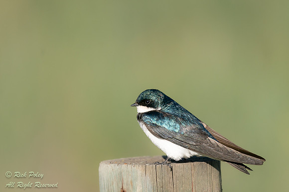 Perching Male Tree Swallow (Tachycineta bicolor), CO