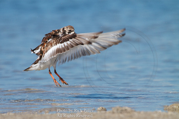 Ruddy Turnstone (Arenaria interpres) Drying Wings