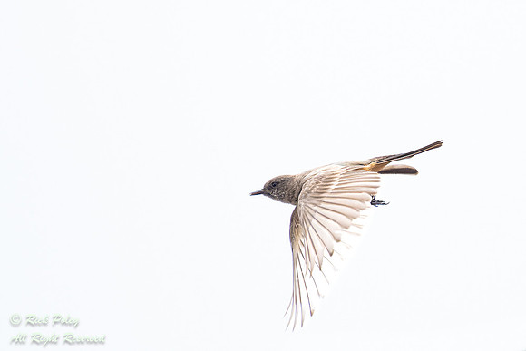 Say's Phoebe (Sayornis saya) in Flight, NM