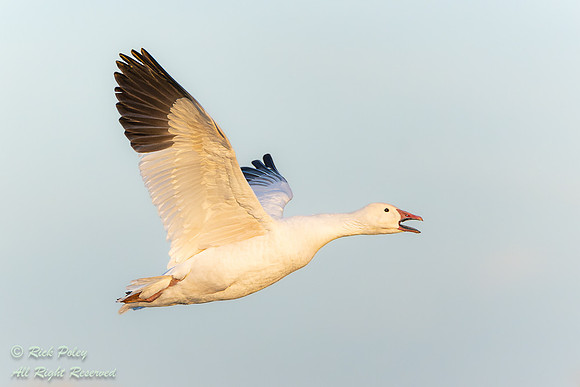 White Morph Snow Goose (Chen caerulescens) Calling, NM