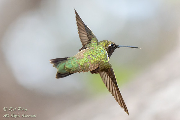 Male Black-chinned Hummingbird (Archilochus alexandri) in Flight