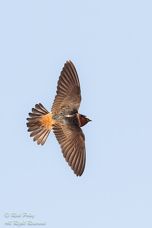 Banking Cliff Swallow (Petrochelidon pyrrhonota), OH