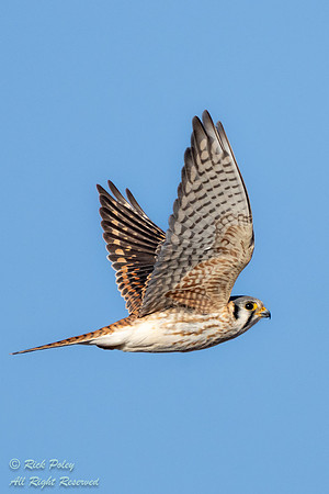 Flying American Kestrel (Falco sparverius), NM