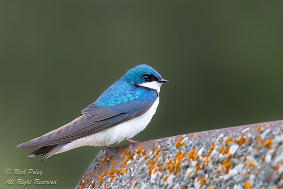 Perched Male Tree Swallow (Tachycineta bicolor), PA