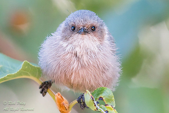 Bushtit (Psaltriparus minimus) Portrait, Sandoval County, NM