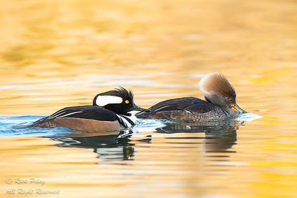 Pair of Hooded Mergansers (Lophodytes cucullatus), NM