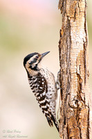 Female Ladder-backed Woodpecker (Dryobates scalaris), NM