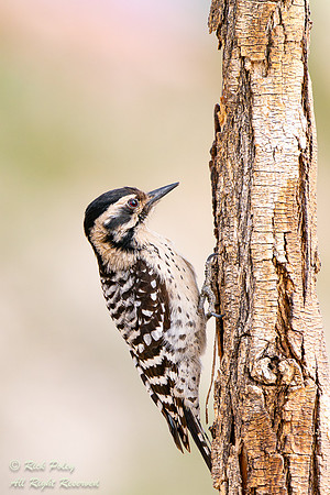 Female Ladder-backed Woodpecker (Dryobates scalaris), NM