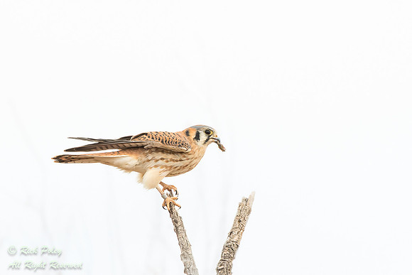 American Kestrel (Falco sparverius) With Grasshopper, NM