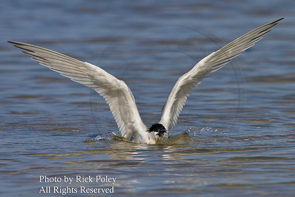 Sandwich Tern (Sterna sandvicensis) Bathing