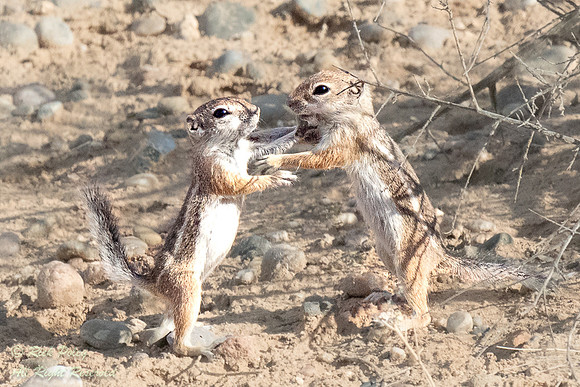 Sparring Antelope Ground Squirrel (Ammospermophilus sp.), NM