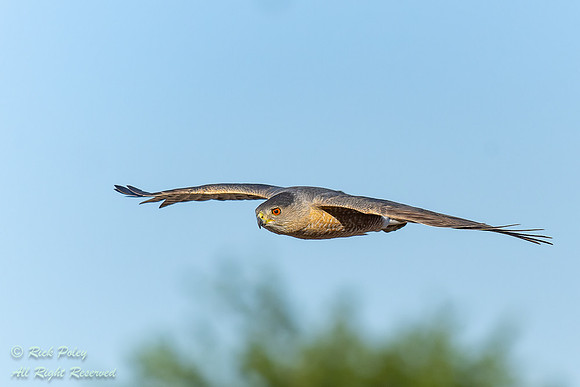 Cooper's Hawk (Accipiter cooperii) Flying,  NM