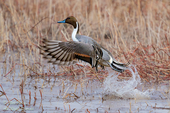 Drake Northern Pintail (Anas acuta) Exploding From Marsh, NM