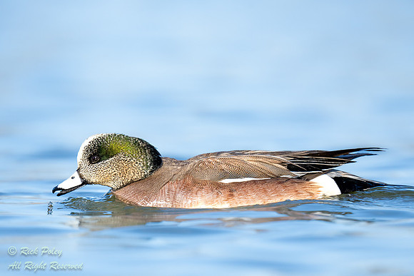 Foraging Male American Wigeon (Anas americana), NM