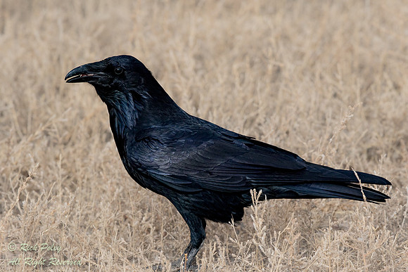 Chihuahuan Raven (Corvus cryptoleucus) NM