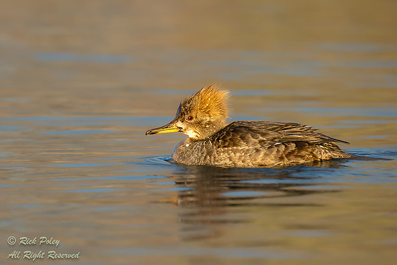 Female Hooded Merganser (Lophodytes cucullatus), NM