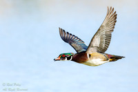 Wood Duck (Aix sponsa) Drake in Flight, NM