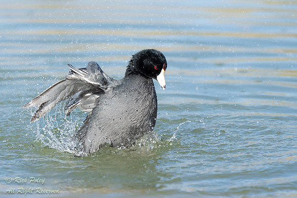 Bathing American Coot (Fulica americana), NM