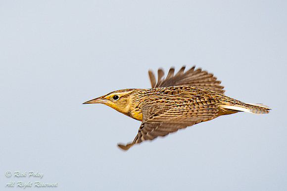 Western Meadowlark (Sturnella neglecta)  Flying, NM