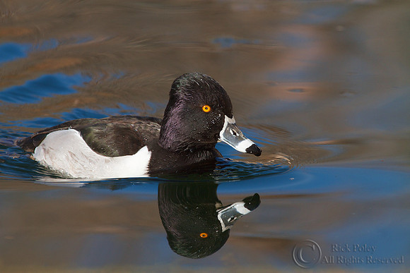 Ring-necked Duck (Aythya collaris)