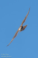 American Kestrel (Falco sparverius) in Flight, NM