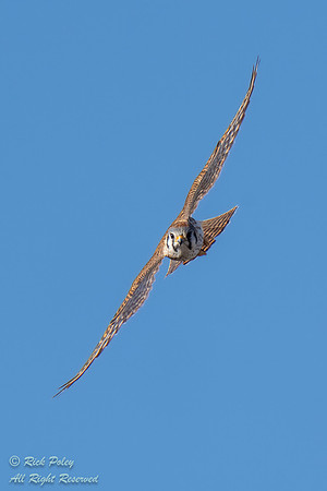 American Kestrel (Falco sparverius) in Flight, NM