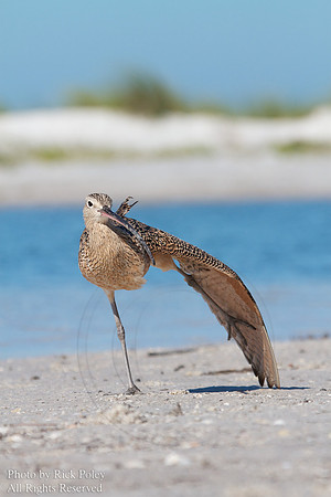 Long-billed Curlew (Numenius americanus) Wingstretch
