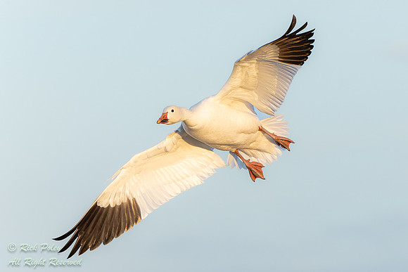 White Morph Snow Goose (Chen caerulescens) Landing, NM