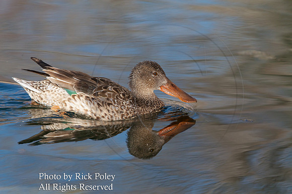 Northern Shoveler Hen, NM